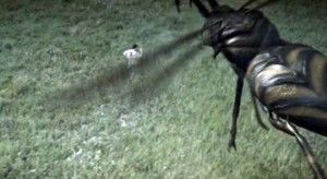 Stung