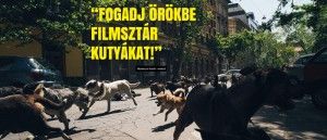 White God (Kornél Mundruczó)