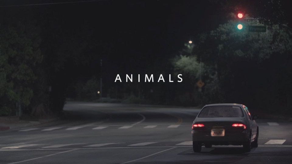 animals-yan