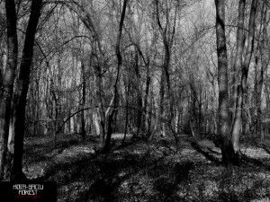 Hoia-Baciu Forest Beyond the Legend (Paul Dadrian)