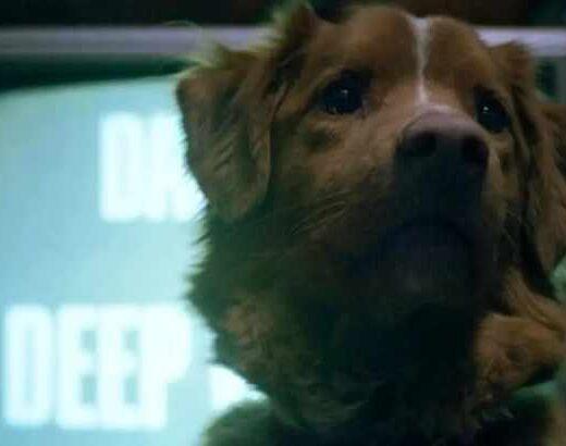 Good Boy (Ben Leonberg)