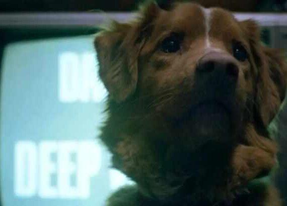 Good Boy (Ben Leonberg)