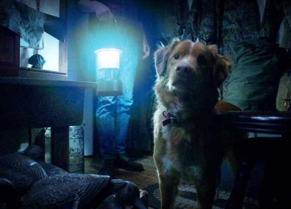 Good Boy (Ben Leonberg)